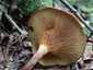 Éger-cölöpgomba (Paxillus rubicundulus), Zemplén